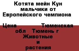 Котята мейн Кун,мальчики,от Европейского чемпиона › Цена ­ 20 000 - Тюменская обл., Тюмень г. Животные и растения » Кошки   . Тюменская обл.,Тюмень г.